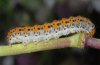 Hadena clara: Larva in last instar (e.l. Col de Lombarde) [S]