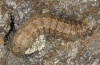 Agrotis clavis: Larva (e.l. South Tyrol, near Reschen, 1900m NN, young larva in late April 2011 [S]