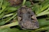 Xestia c-nigrum: Adult (e.l. eastern Swabian Alb, Southern Germany) [S]