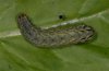 Xestia c-nigrum: Larva in last instar [S]