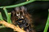Panthea coenobita: Raupe (e.o. Zucht ex Vorarlberg 2014) [S]