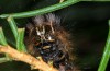 Panthea coenobita: Larva (e.o. rearing Vorarlberg, W-Austria, 2014) [S]