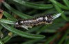 Panthea coenobita: Young larva (e.o. rearing, W-Austria, Vorarlberg, 2014) [S]