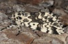 Female (e.l. Memmingen, larva in early September 2012)