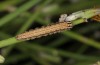 Schinia cognata: Larva (SW-Bulgaria, Rupite, early August 2017) [S]