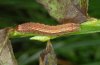 Xestia collina: Larva in penultimate instar (e.l. northern Black Forest, SW-Germany) [S]