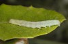 Nycteola columbana: Larva (southern France, Ard&egrave;che, Ruoms, early June 2023) [M]