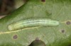 Nycteola columbana: Larva (southern France, Ard&egrave;che, Ruoms, early June 2023) [M]
