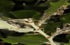Nycteola columbana: Feeding scars and webbing on holm oak (southern France, Ard&egrave;che, Ruoms, early June 2023) [M]