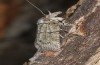 Nycteola columbana: Imago (e.l. rearing, southern France, Ard&egrave;che, Ruoms, larvae on holm oak in early June 2023) [S]