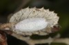 Nycteola columbana: Cocoon (e.l. rearing, southern France, Ard&egrave;che, Ruoms, larvae on holm oak in early June 2023) [S]