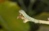 Nycteola columbana: Larva (southern France, Ard&egrave;che, Ruoms, early June 2023) [M]