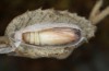 Nycteola columbana: Pupa (e.l. rearing, southern France, Ard&egrave;che, Ruoms, larvae on holm oak in early June 2023) [S]