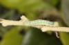 Nycteola columbana: Larva (southern France, Ard&egrave;che, Ruoms, early June 2023) [S]