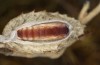 Nycteola columbana: Pupa (e.l. rearing, southern France, Ard&egrave;che, Ruoms, larvae on holm oak in early June 2023) [S]