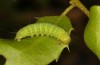 Nycteola columbana: Larva on Quercus coccifera (Spain, Zaragoza, 09. May 2022) [M]