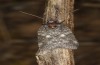 Nycteola columbana: Imago (e.l. rearing, southern France, Ard&egrave;che, Ruoms, larvae on holm oak in early June 2023) [S]