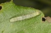 Nycteola columbana: Larva (southern France, Ard&egrave;che, Ruoms, early June 2023) [S]
