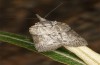 Nycteola columbana: Imago (e.l. rearing, southern France, Ard&egrave;che, Ruoms, larvae on holm oak in early June 2023) [S]