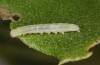 Nycteola columbana: Larva (southern France, Ard&egrave;che, Ruoms, early June 2023) [S]