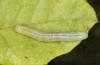 Nycteola columbana: Larva (southern France, Ard&egrave;che, Ruoms, early June 2023) [M]