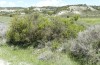 Nycteola columbana: Larvalhabitat mit Quercus coccifera (Spanien, Zaragoza, 09. Mai 2022) [N]