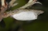 Nycteola columbana: Cocoon (e.l. rearing, southern France, Ard&egrave;che, Ruoms, larvae on holm oak in early June 2023) [S]