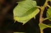 Nycteola columbana: Raupe an Quercus coccifera (Spanien, Zaragoza, 09. Mai 2022) [M]