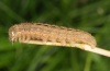 Leucania comma: Larva (e.o. San Bernadino 2011) [S]