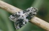 Hadena compta: Adult (e.l. Memmingen, Southern Germany, larva in the garden) [S]