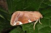 Cosmia confinis: Adult (e.l. rearing, Greece, Chelmos, larva in early May 2016) [S]