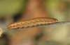 Hadena confusa: Half-grown larva (Upper Danube Valley, S-Germany, July 2011) [S]