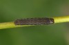 Hadena confusa: Young larva (e.l. East Pyrenees, Col de Puymorens, July 2013) [S]