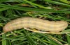 Mythimna congrua: Larva (e.l. Camargue, larvae found in October 2013) [S]