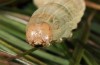 Mythimna congrua: Larva (e.l. Camargue, larvae found in October 2013) [S]