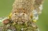 Catocala conjuncta: Larva, head (e.l. Sardinia 2012) [S]