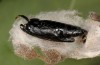 Euchalcia consona: Empty pupal skin (e.l. Germany, Kyffhäuser, 2016) [S]