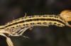Hadena consparcatoides: Larva (e.l. Sierra de Albarracin 2013) [S]