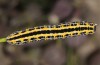Hadena consparcatoides: Larva (e.l. Sierra de Albarracin 2013) [S]