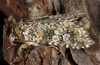Hadena consparcatoides: Adult (e.l. Sierra de Albarracin, Spain, larva in August 2013) [S]