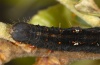 Catocala conversa: Larva (e.l. Sardinia 2012) [S]