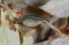 Catocala conversa: Young larva (Sardinia, May 2012) [M]