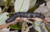 Catocala conversa: Larva in penultimate instar in moult rest into the last instar (e.l. Sardinia 2012) [S]