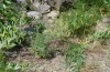 Periphanes cora: Larval habitat (France, Hautes-Alpes, late June 2017)