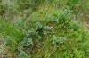 Coranarta cordigera: Larvalhabitat mit niedrigwüchsigem Vaccinium uliginosum (Kempter Wald, Mitte Juli 2020) [N]