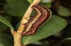 Coranarta cordigera: Larva (S-Germany, Kempter Wald, July 2021)