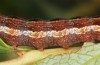 Coranarta cordigera: Larva (S-Germany, Kempter Wald, July 2021)