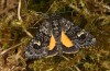 Coranarta cordigera: Female (e.l. rearing, northern foreland of the Alps) [S]