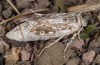 Agrotis corralejoi: Brachypteres Weibchen (e.l. Fuerteventura, Costa Calma, Raupen im Februar 2010) [S]