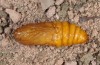 Agrotis corralejoi: Weibliche Puppe (e.l. Fuerteventura, Costa Calma, Raupen im Februar 2010) [S]